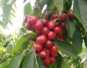 大樱桃的夏季修剪视频,夏季大樱桃修剪技巧解析