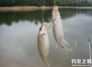 钓滑口鱼视频,视频教学解析