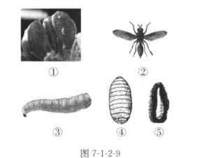 蚕产卵视频,孵化新生命的奇妙过程