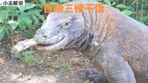 提姆被巨蜥吃掉视频