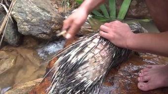 鹞子捕猎视频,空中猎手的绝技展现