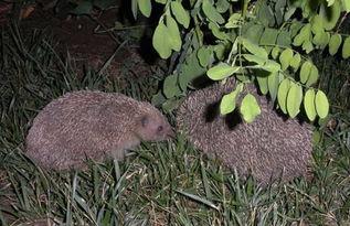 养殖刺猬视频,从视频学习养殖技巧与经验分享
