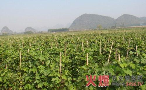 粉葛种植技术视频,从播种到收获的全程指导