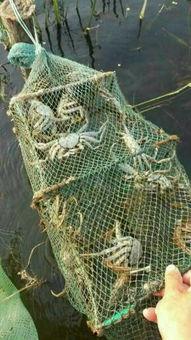 网箱养螃蟹技术视频,高效养殖新篇章