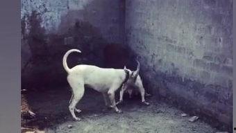 杜高犬打野猪视频,野外猎猪精彩瞬间