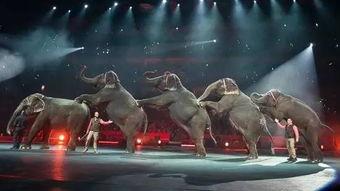 大象的视频表演视频,一场视觉与情感的盛宴