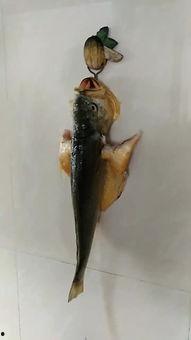 花鱼视频,探索视觉艺术的新境界