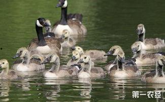 育雏视频鹅,育雏视频中的温馨瞬间
