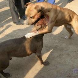 比特犬的视频,勇敢无畏的守护者风采