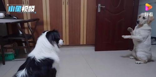 宠物教学视频,轻松掌握养宠技巧