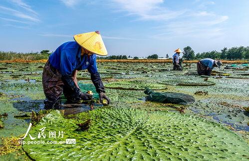 芡实种植技术视频,从播种到收获的全程指导